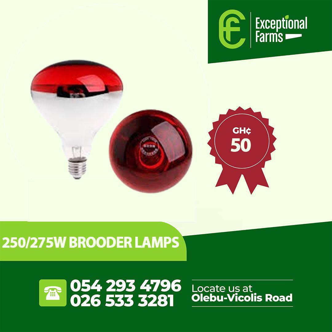 250-275w brooder lamps